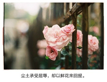 绝美带字图片精选