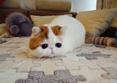 奇趣语录配图5