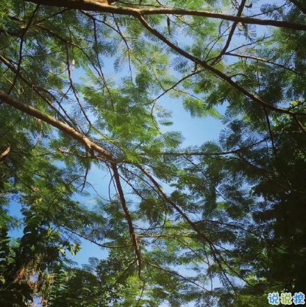 微博说说大全带图片女生唯美:每个迟到的到来,都是恰到好处的起点1