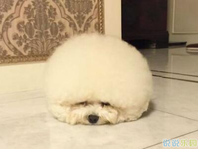 幽默说说大全带图片2 幽默说说大全带图片2