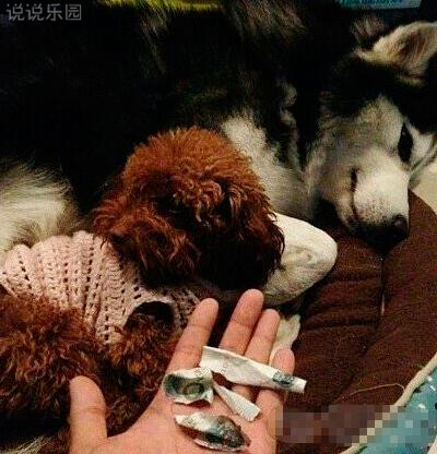 朋友圈幽默说说带图片,搞笑段子配图4 朋友圈幽默说说带图片,搞笑段子配图4