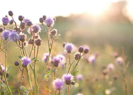 深情感伤语录：世间万物皆在，独你离去，我何去何从